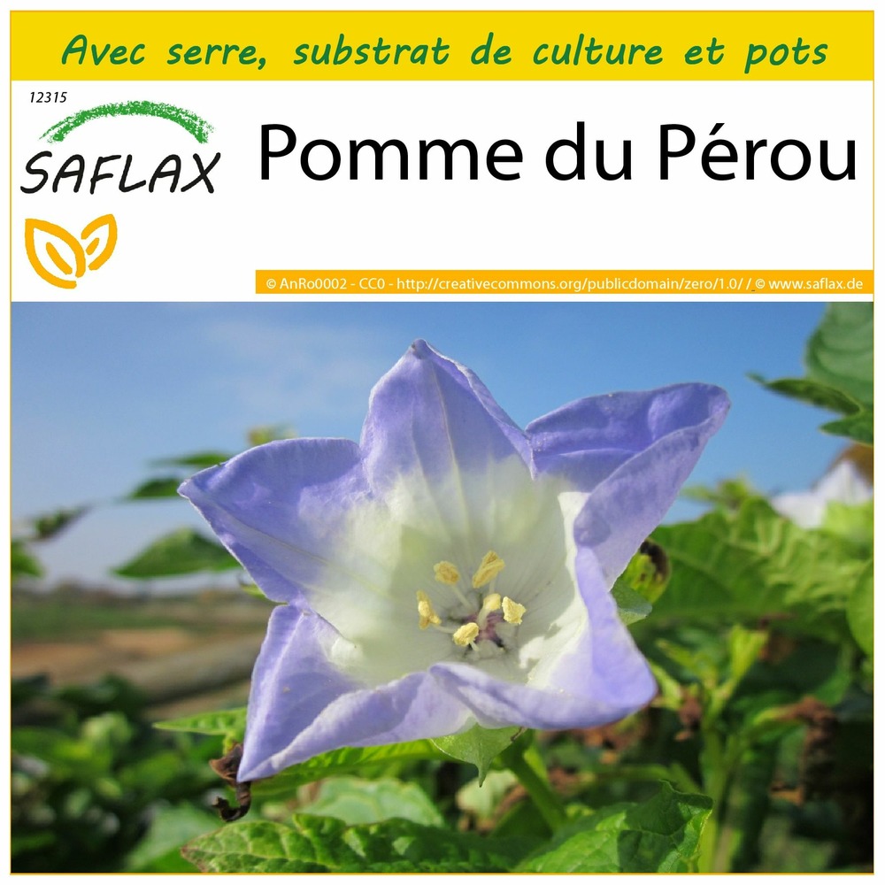 Ensemble de culture - pomme du pérou - 100 graines - nicandra physaloides