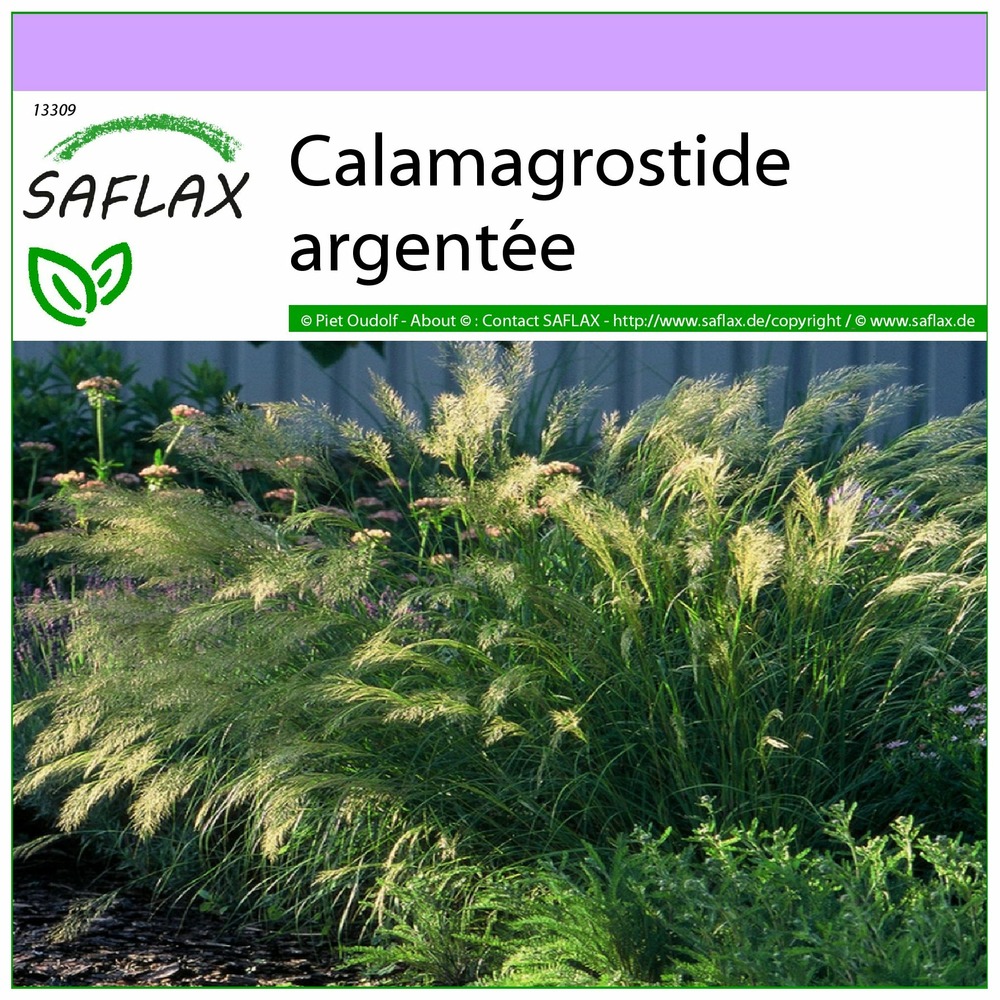 Calamagrostide argentée - 50 graines - stipa calamagrostis