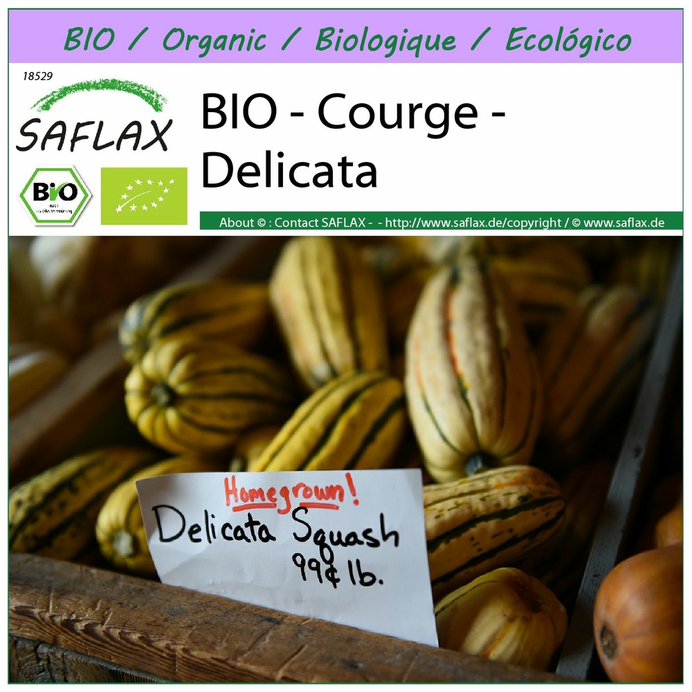 Bio - courge - delicata - 6 graines - cucurbita pepo