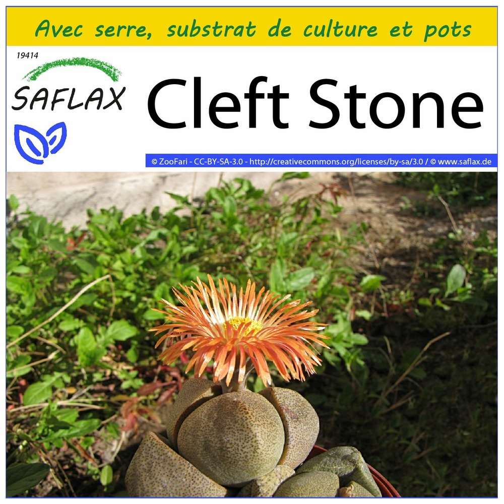 Ensemble de culture - cleft stone - 40 graines - pleiospilos nelii