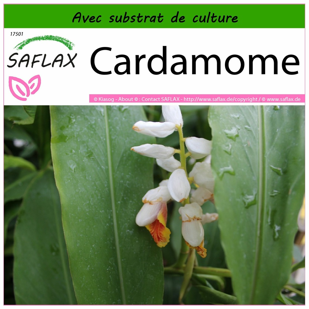 Cardamome - 20 graines - avec substrat - elettaria cardamomum