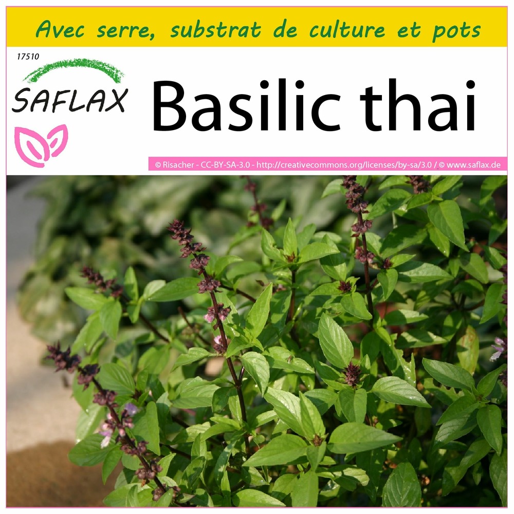 Ensemble de culture - basilic thai - 200 graines - ocimum basilicum