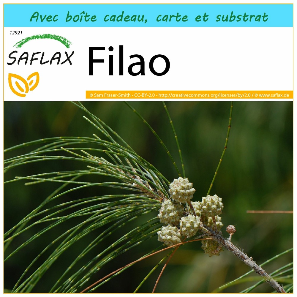 Ensemble-cadeau - filao - 200 graines - casuarina equisetifolia