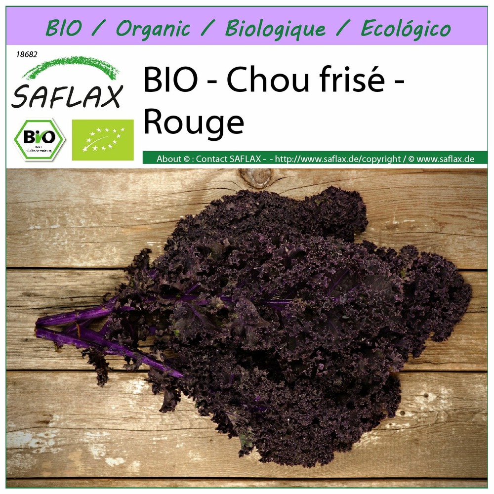 Bio - chou frisé - rouge - 50 graines - brassica oleracea var. Sabellica