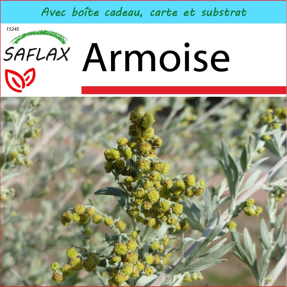 Ensemble-cadeau - armoise - 500 graines - artemisia absinthum