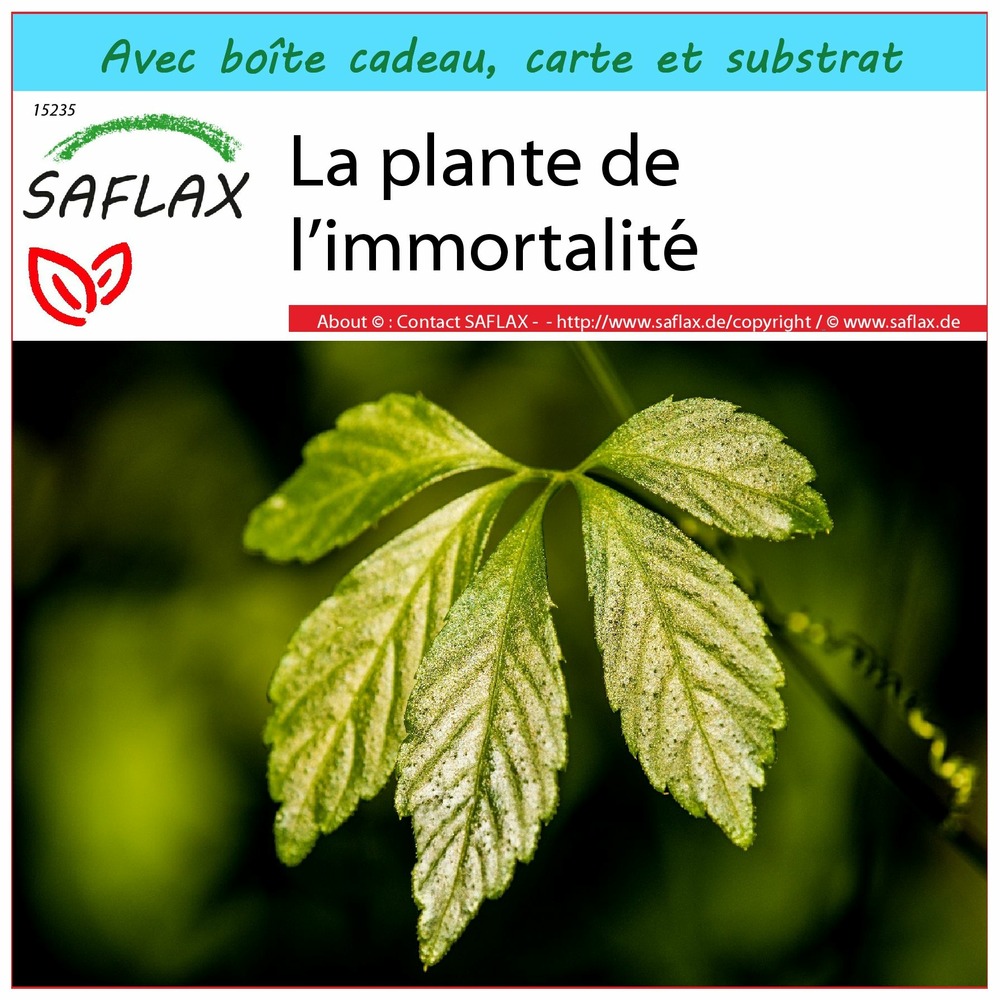 Ensemble-cadeau - la plante de l’immortalité - 30 graines - gynostemma pentaphyllum