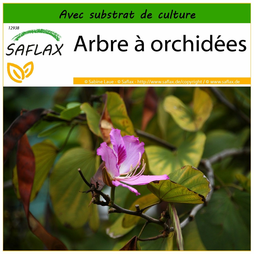 Arbre à orchidées - 8 graines - avec substrat - bauhinia variegata