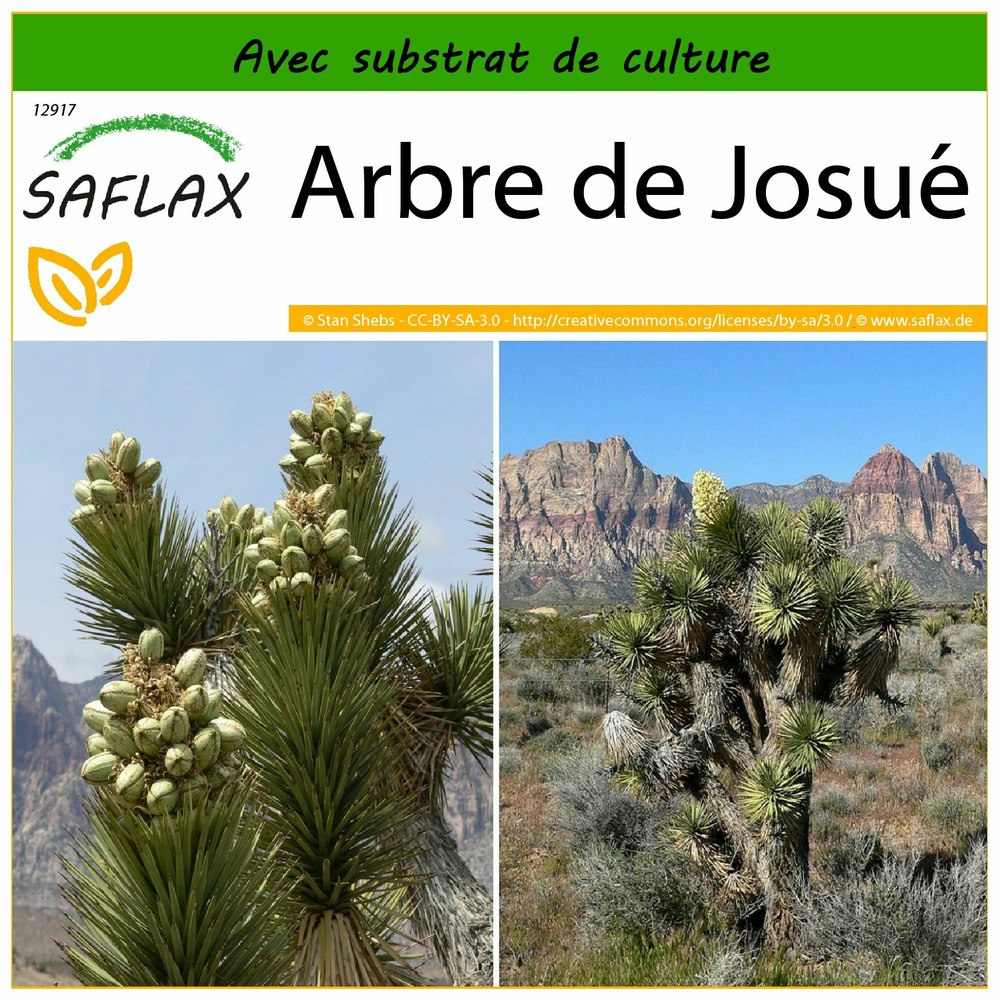 Arbre de josué - 10 graines - avec substrat - yucca brevifolia