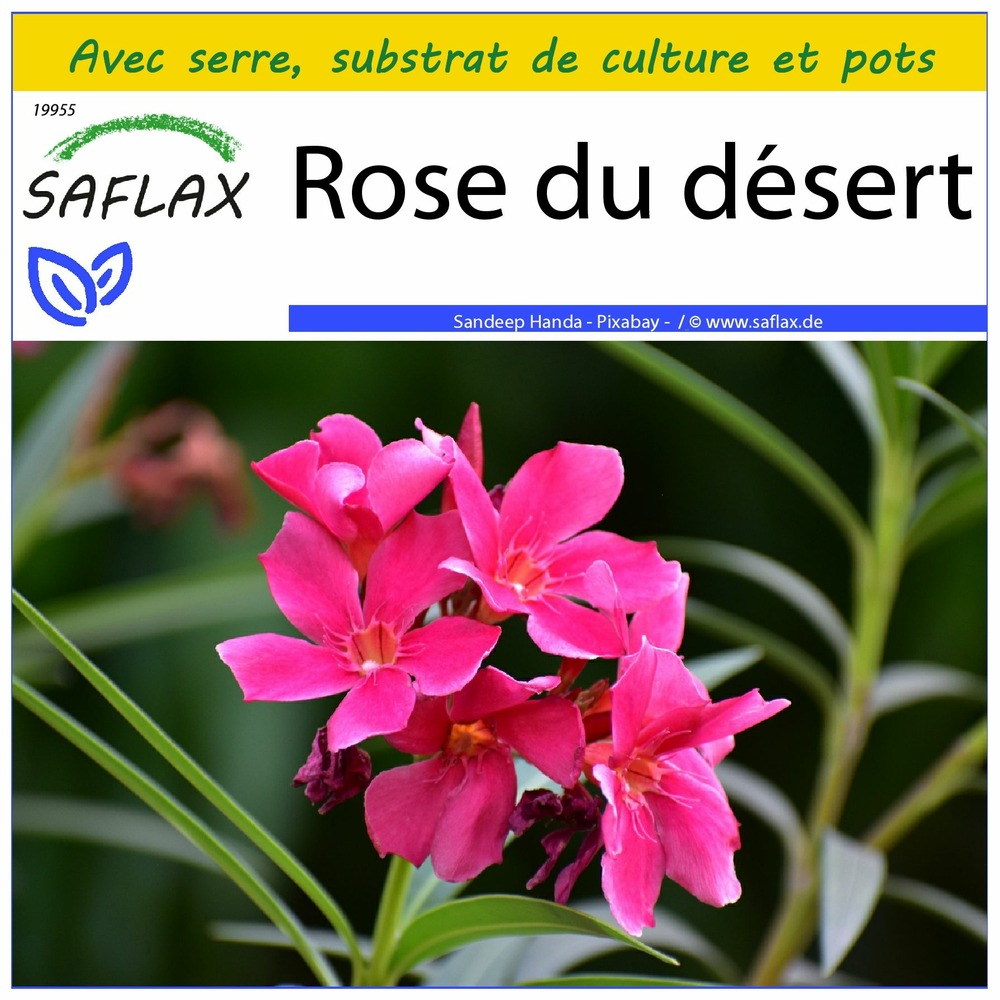 Ensemble de culture - rose du désert - 8 graines - adenium obesum
