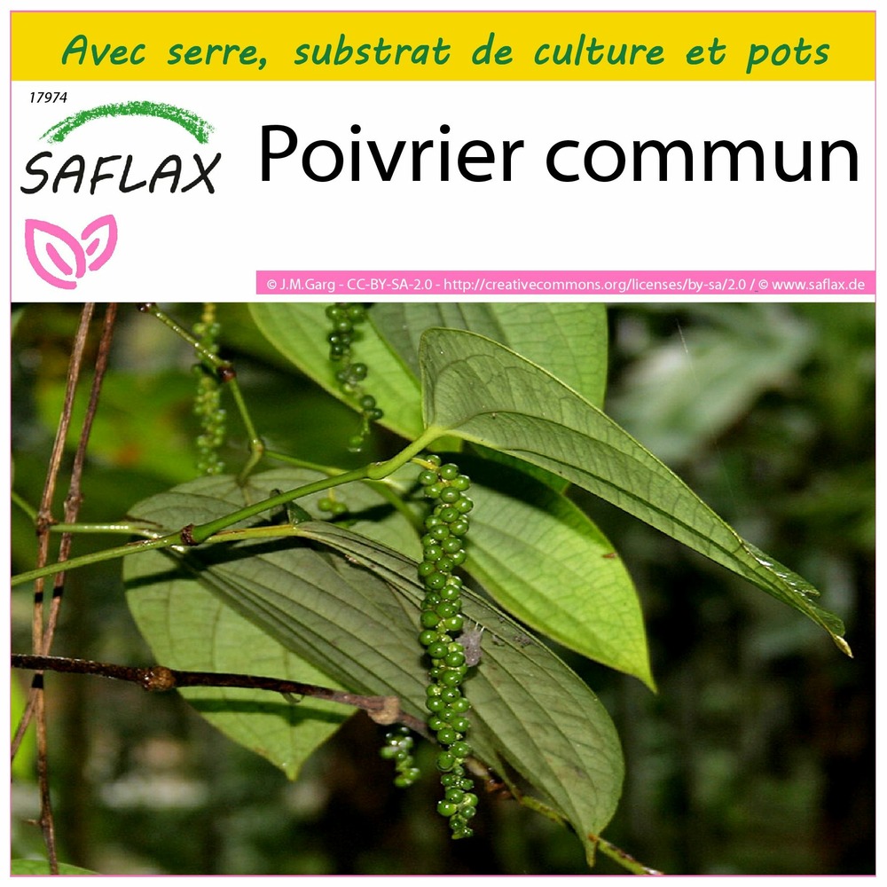 Ensemble de culture - poivrier commun - 20 graines - piper nigrum