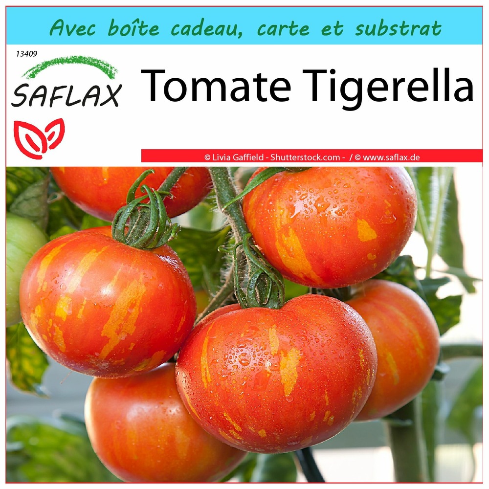 Ensemble-cadeau - tomate tigerella - 10 graines - lycopersicon esculentum
