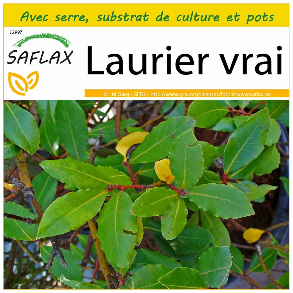 Ensemble de culture - laurier vrai - 6 graines - laurus nobilis