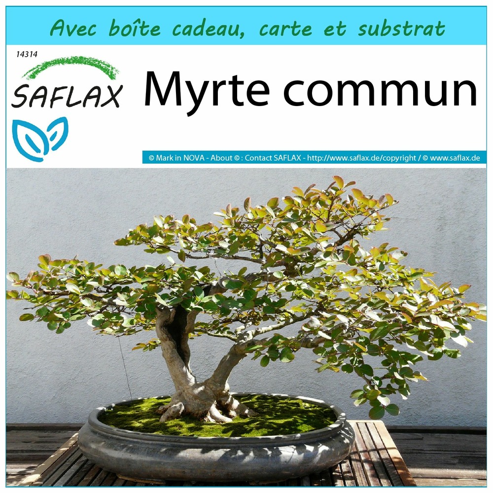 Ensemble-cadeau - myrte commun - 30 graines - myrtus communis
