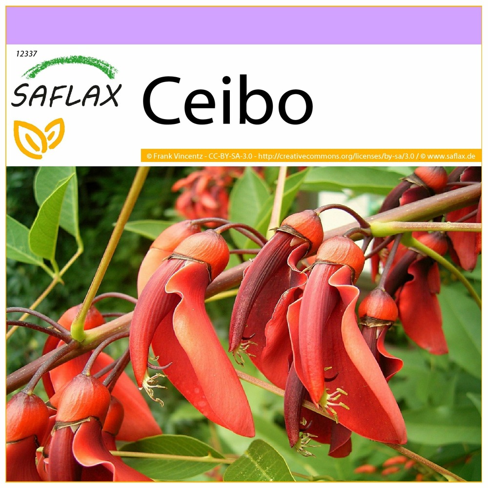 Ceibo - 6 graines - erythrina crista-galli