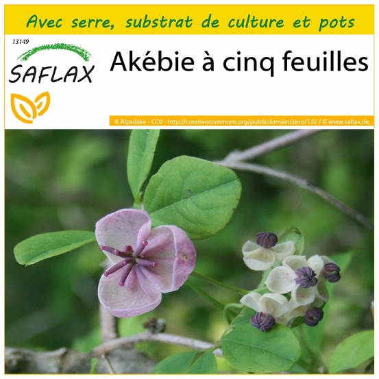 Ensemble de culture - akébie à cinq feuilles - 10 graines - akebia quinata