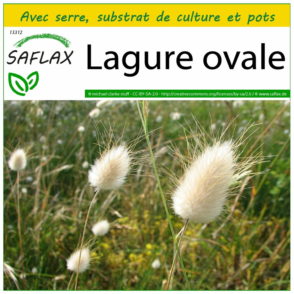 Ensemble de culture - lagure ovale - 100 graines - lagurus ovatus
