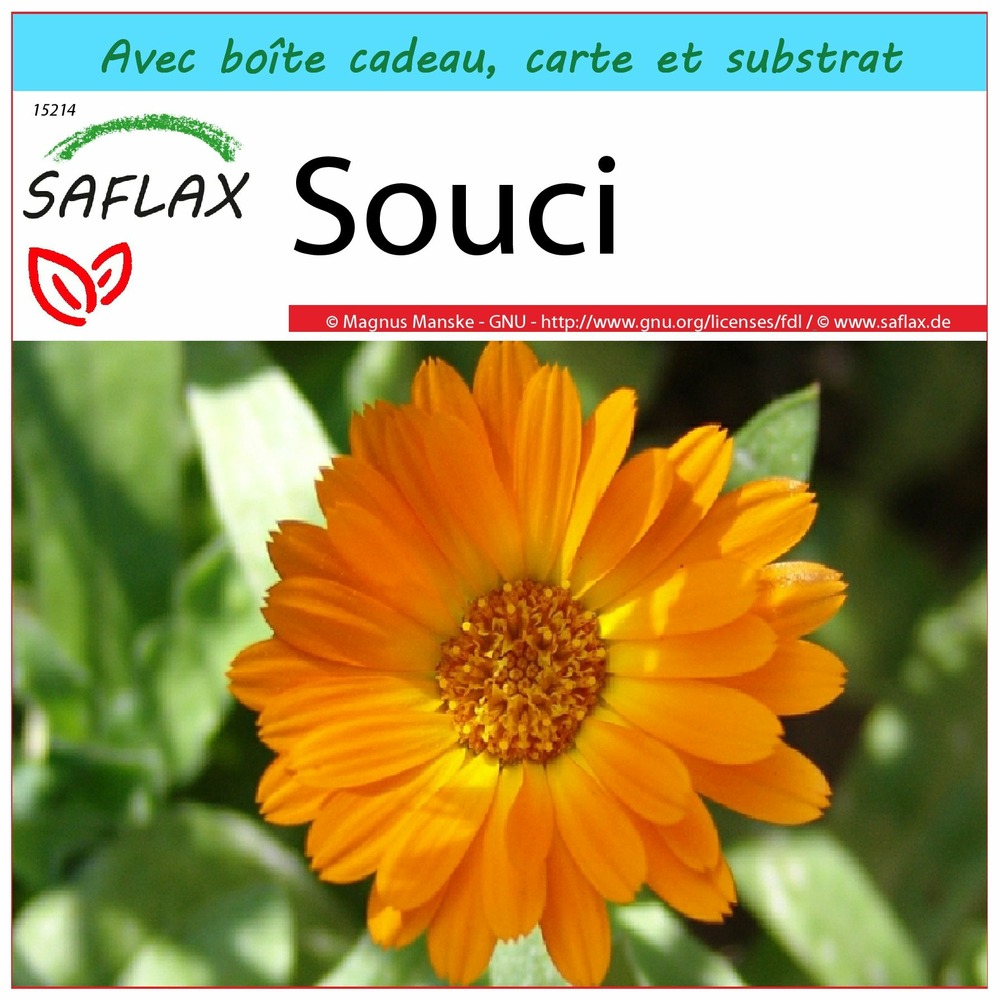 Ensemble-cadeau - souci - 50 graines - calendula officinalis