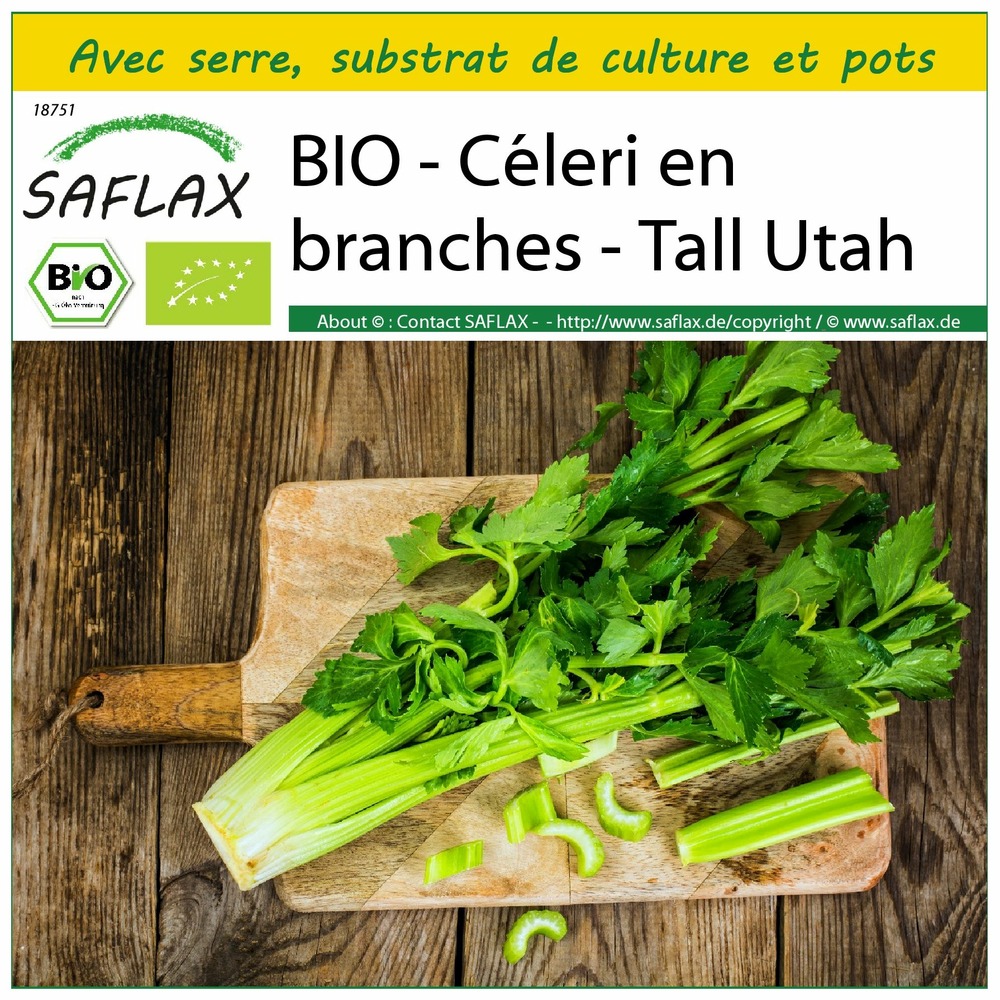 Ensemble de culture - bio - céleri en branches - tall utah - 500 graines - apium graveolens var. Dulce