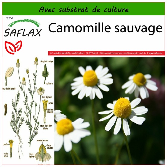 Camomille sauvage - 300 graines - avec substrat - matricaria chamomilla