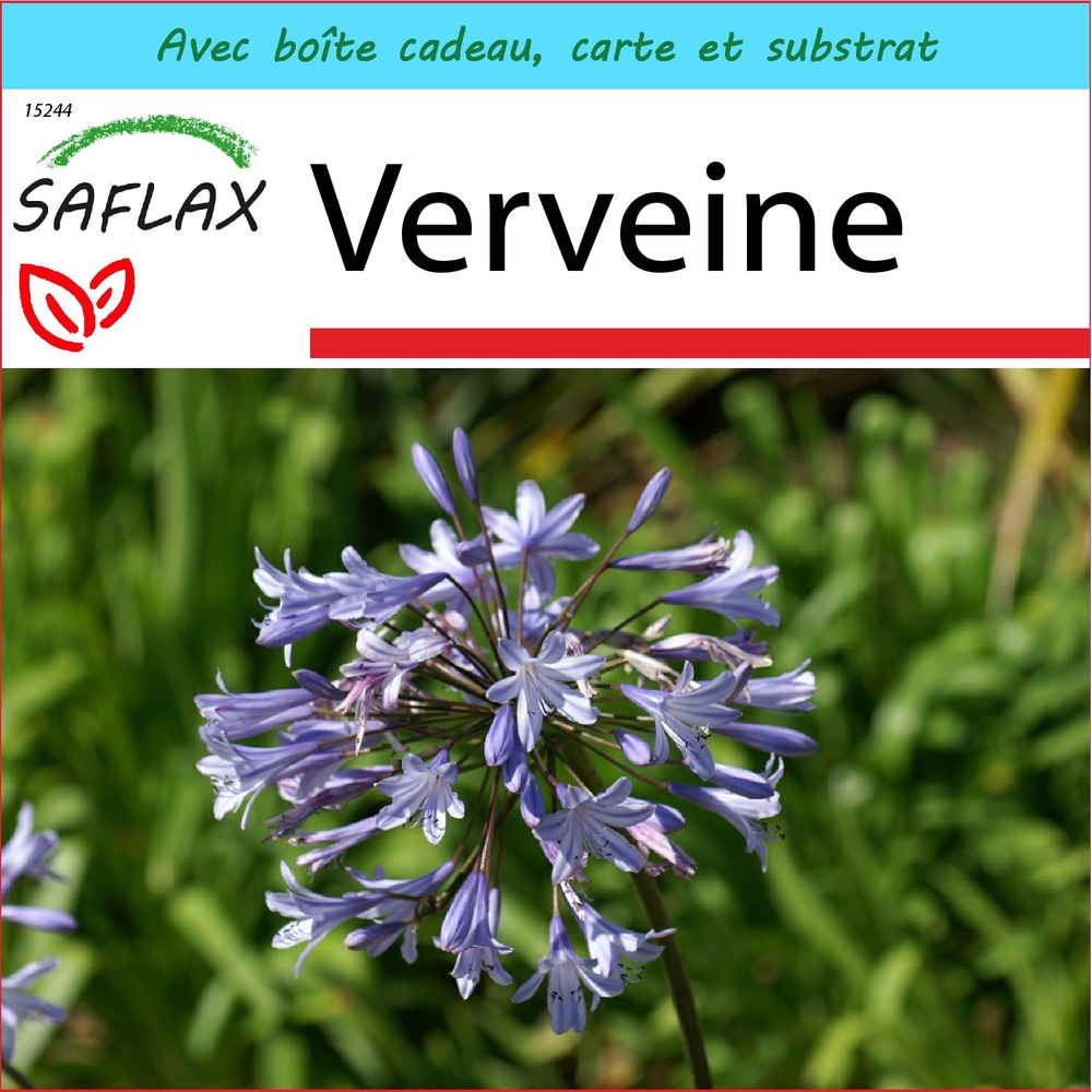Ensemble-cadeau - verveine - 250 graines - verbena officinalis
