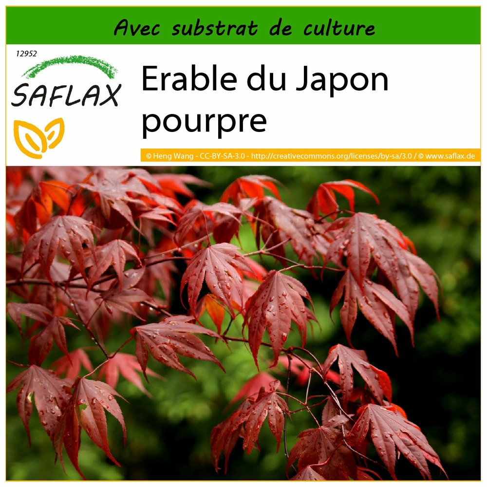 Erable du japon pourpre - 20 graines - avec substrat - acer palmatum atropurpureum