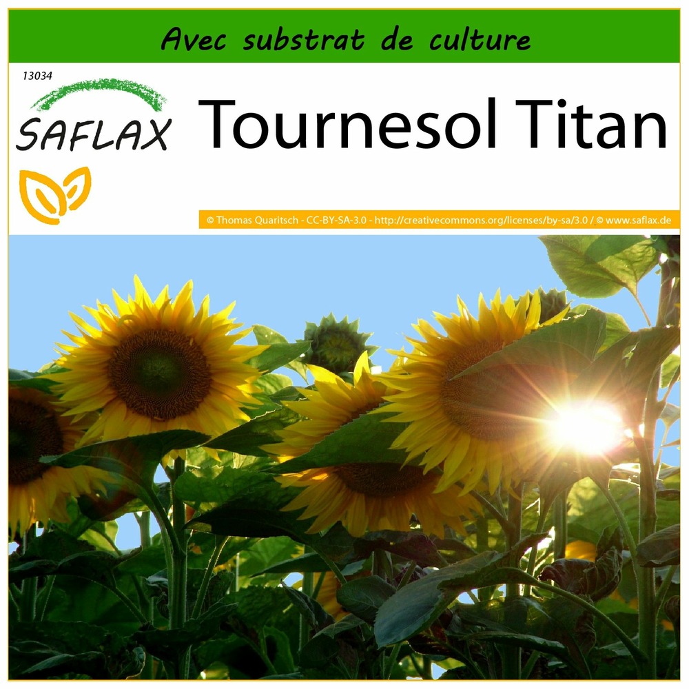 Tournesol titan - 20 graines - avec substrat - helianthus annuus