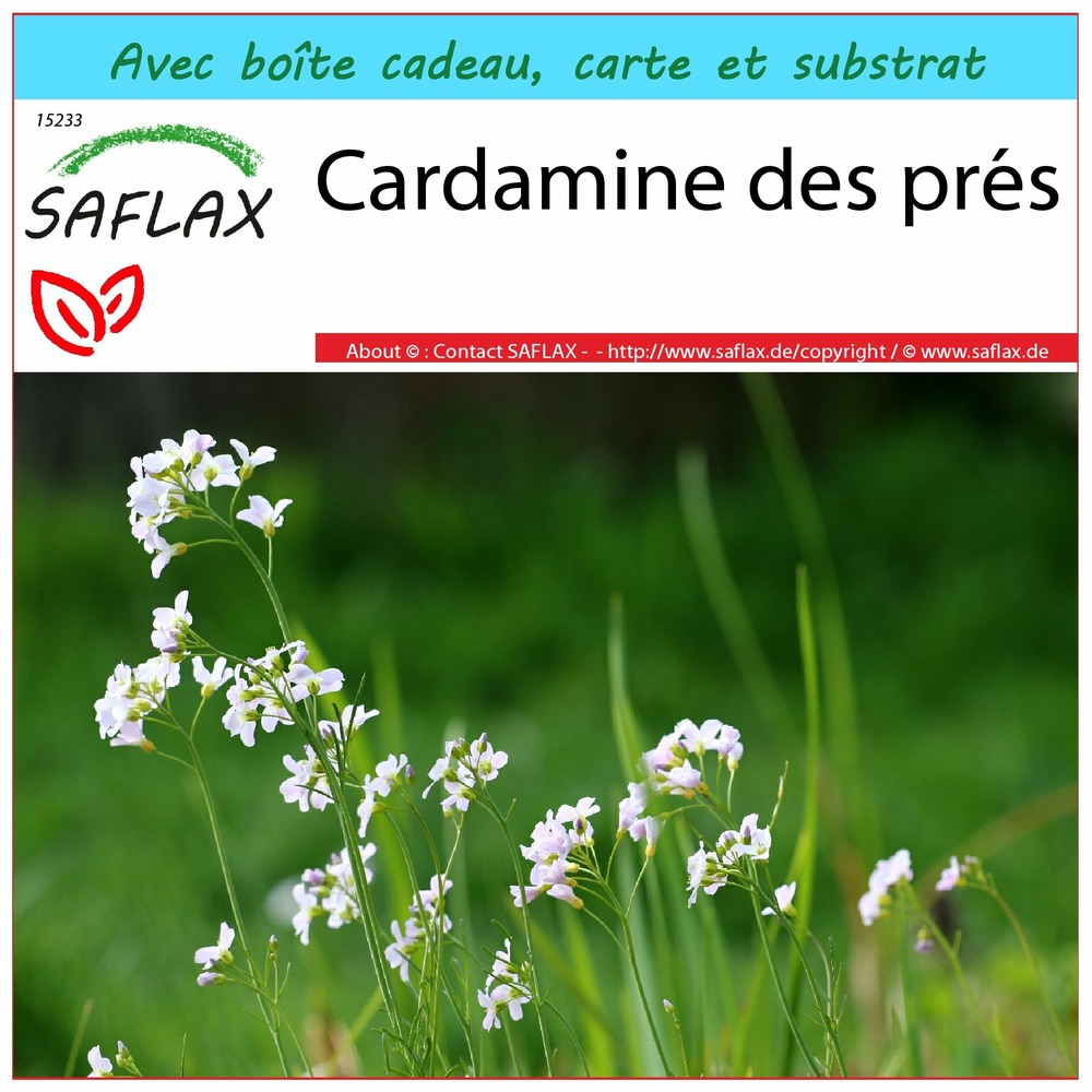 Ensemble-cadeau - cardamine des prés - 100 graines - cardamine pratensis