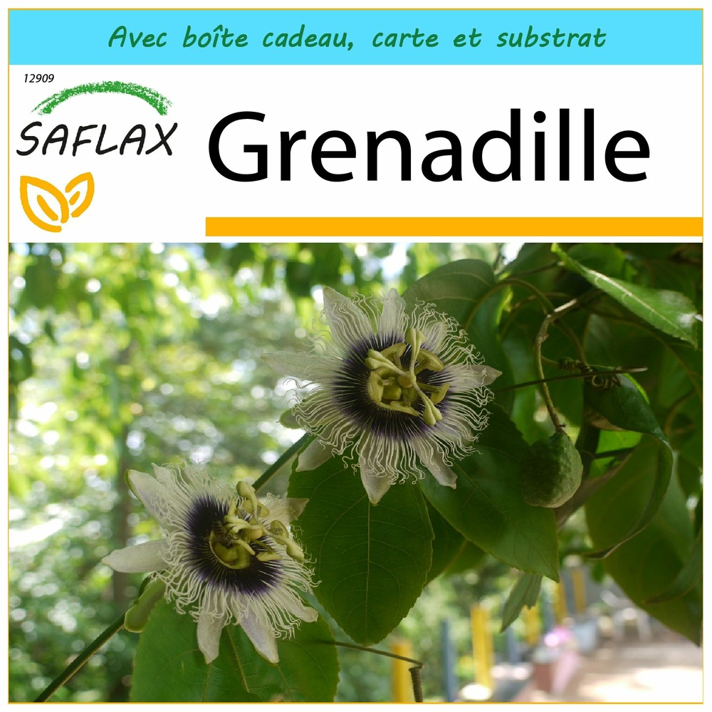 Ensemble-cadeau - grenadille - 40 graines - passiflora edulis