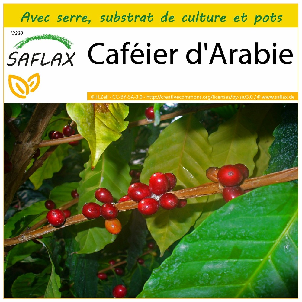 Ensemble de culture - caféier d'arabie - 8 graines - coffea arabica nana