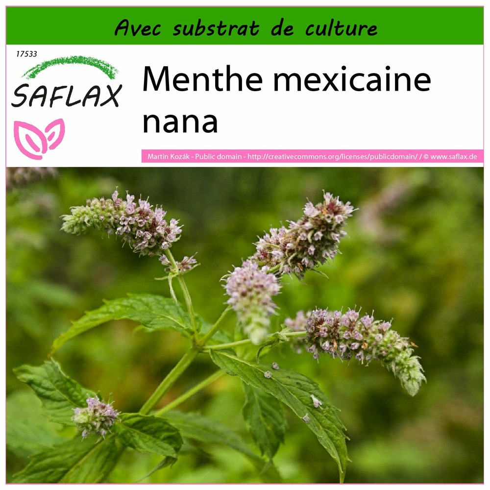 Menthe mexicaine nana - 500 graines - avec substrat - mentha spicata nane