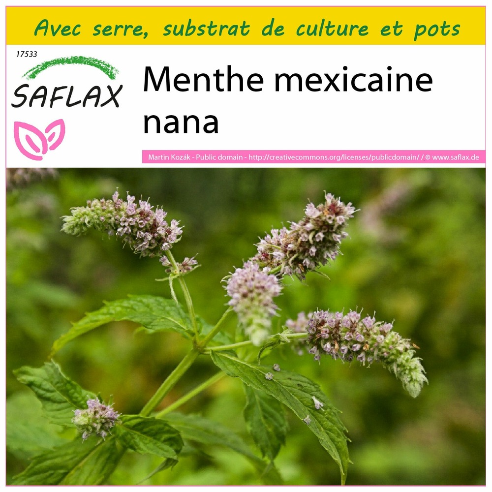 Ensemble de culture - menthe mexicaine nana - 500 graines - mentha spicata nane