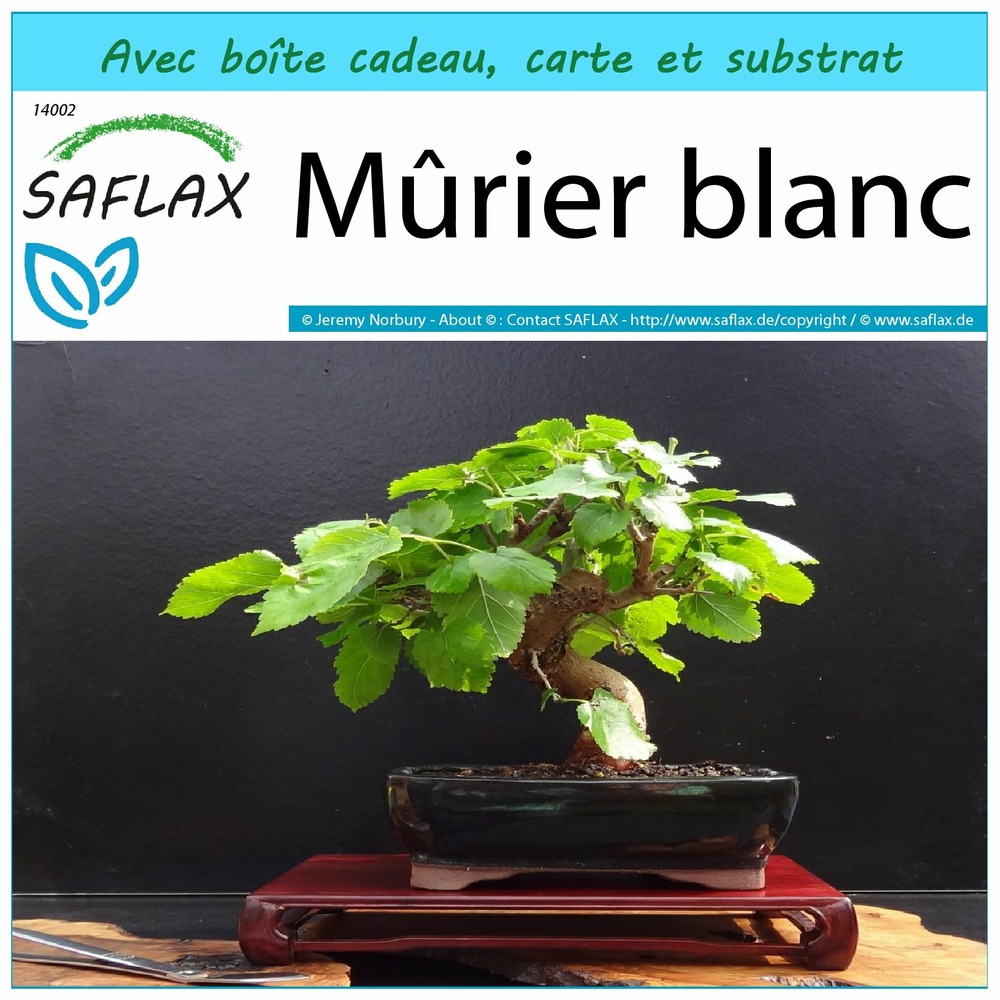 Ensemble-cadeau - mûrier blanc - 200 graines - morus alba