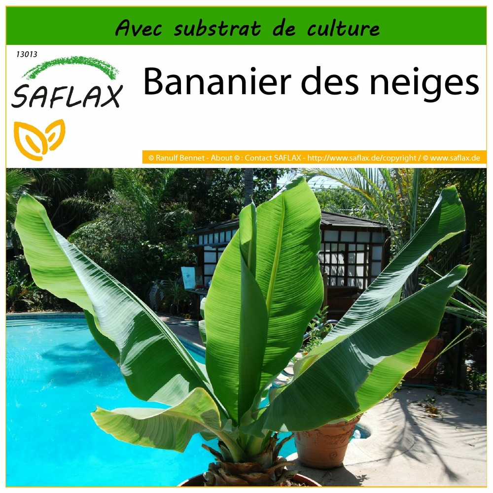 Bananier des neiges - 10 graines - avec substrat - ensete glaucum syn. Ensete wilsonii