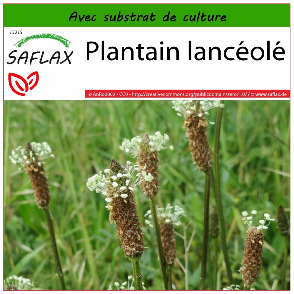 Plantain lancéolé - 100 graines - avec substrat - plantago lanceolata