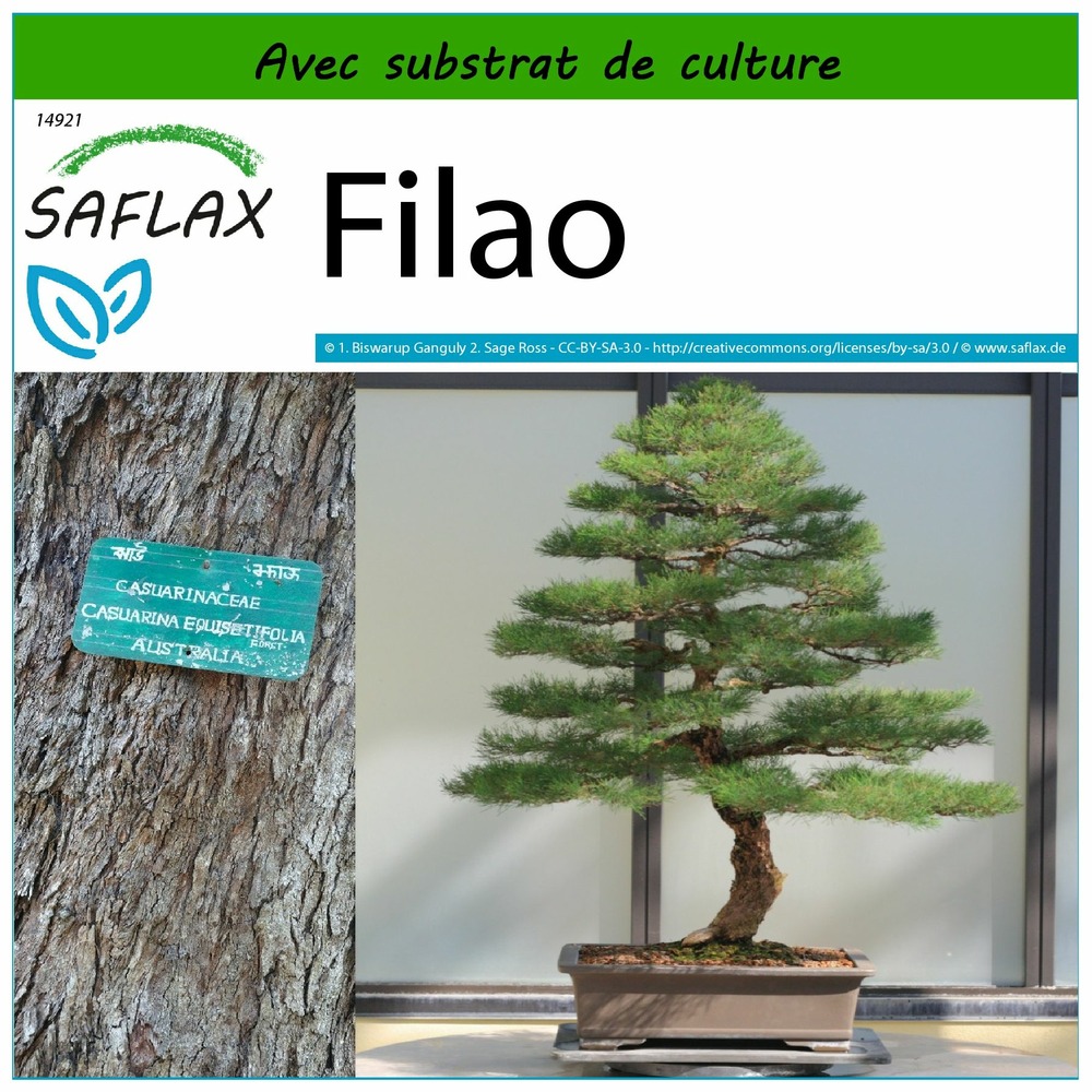 Filao - 200 graines - avec substrat - casuarina equisetifolia