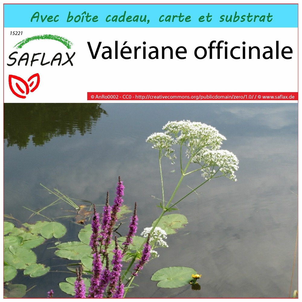 Ensemble-cadeau - valériane officinale - 200 graines - valeriana officinalis