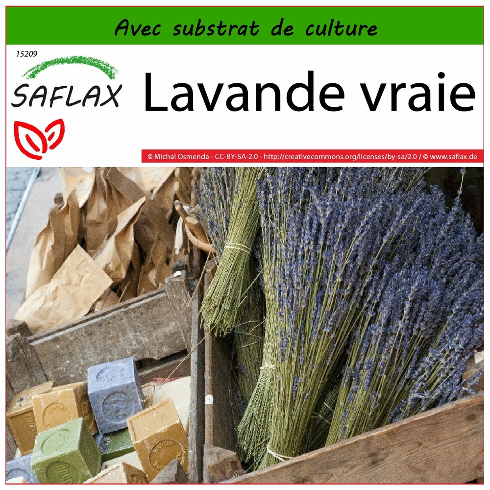 Lavande vraie - 150 graines - avec substrat - lavandula angustifolia