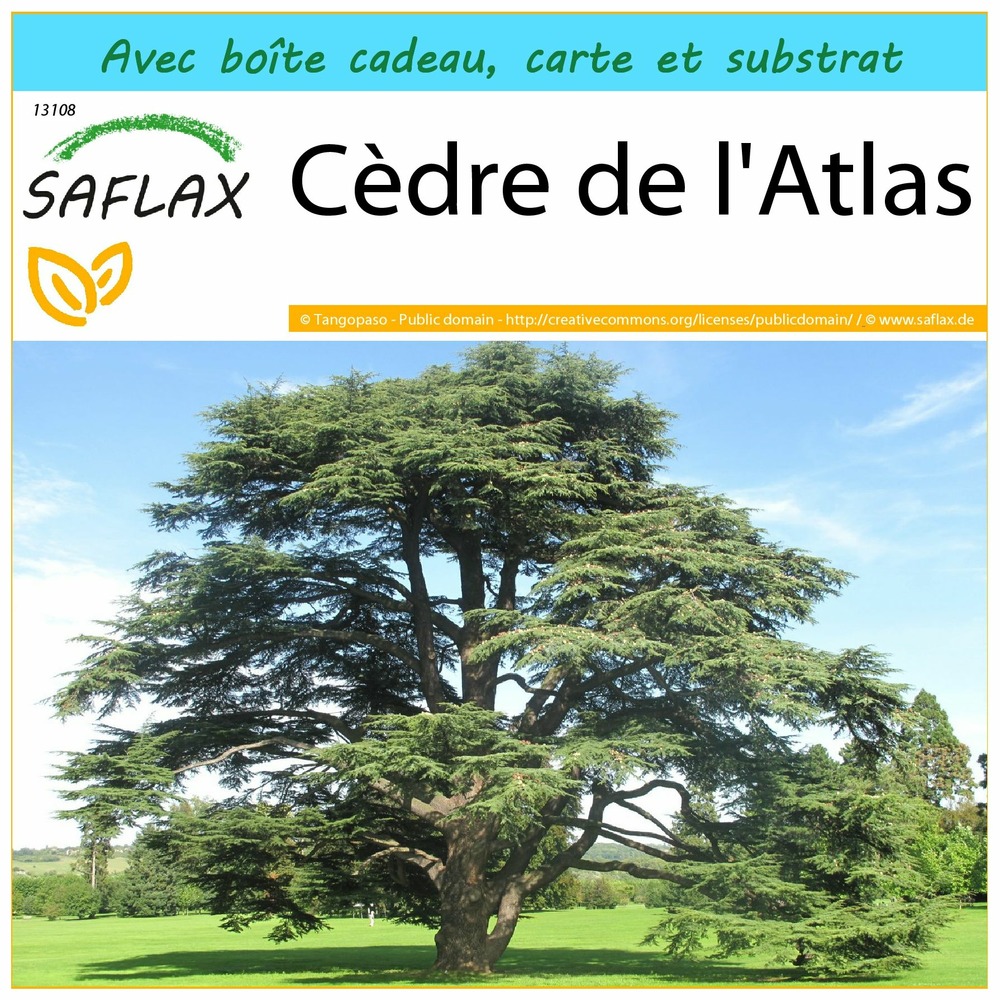 Ensemble-cadeau - cèdre de l'atlas - 20 graines - cedrus atlantica