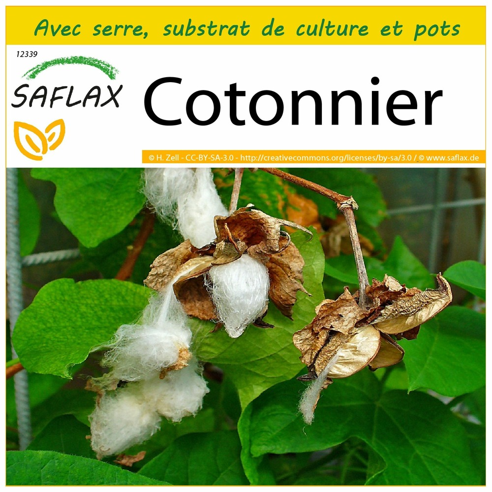 Ensemble de culture - cotonnier - 12 graines - gossypium herbaceum