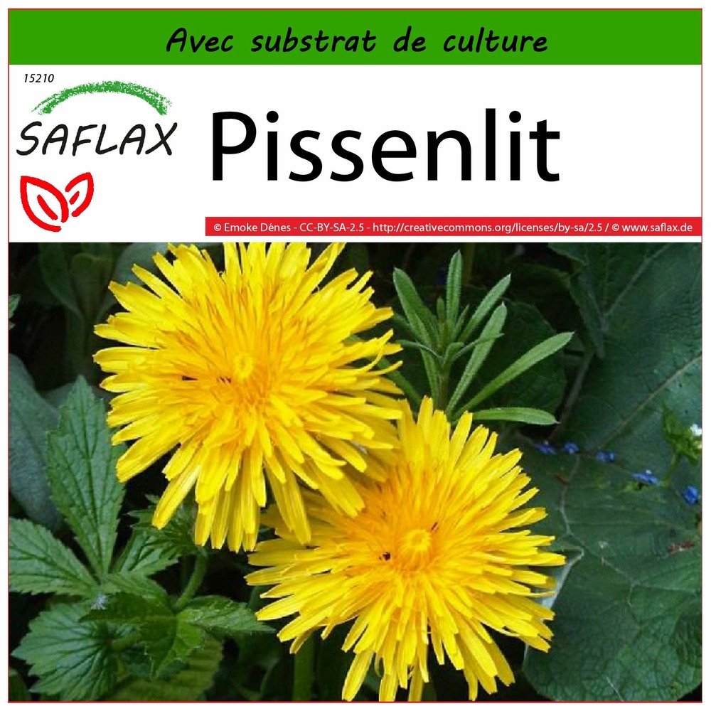 Pissenlit - 200 graines - avec substrat - taraxacum officinale