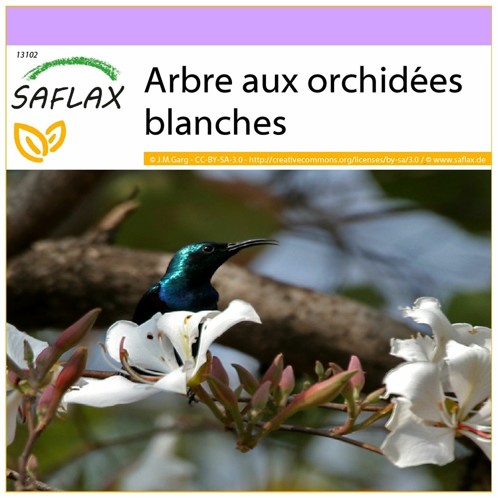 Arbre aux orchidées blanches - 5 graines - bauhinia variegata candida