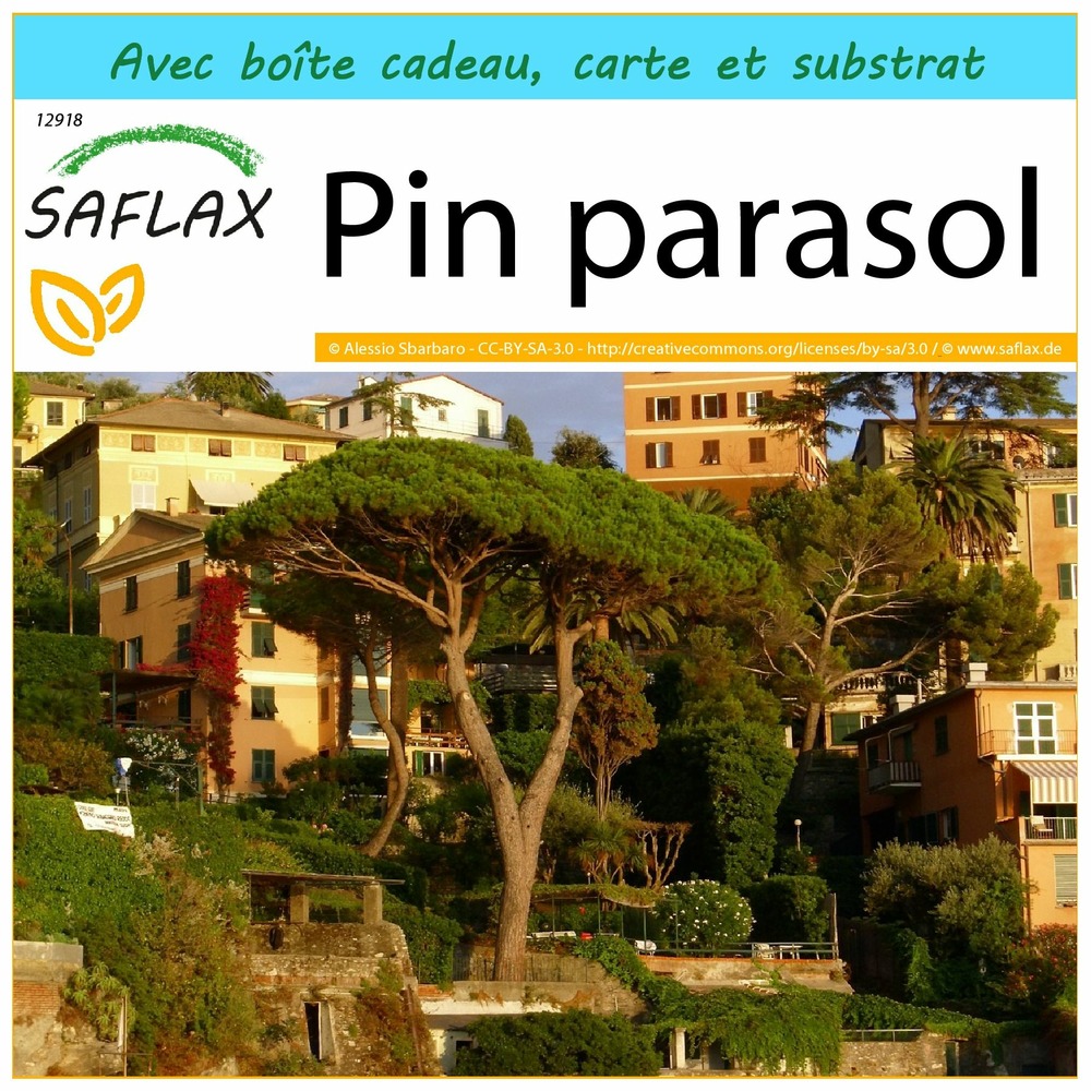 Ensemble-cadeau - pin parasol - 6 graines - pinus pinea