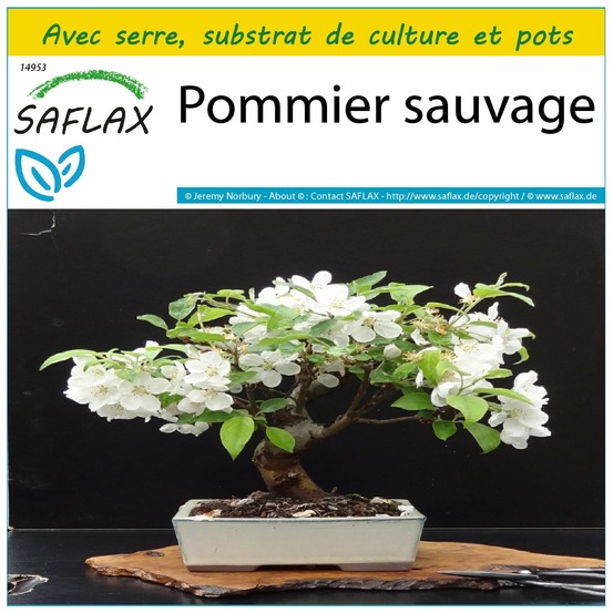 Ensemble de culture - pommier sauvage - 30 graines - malus sylvestris