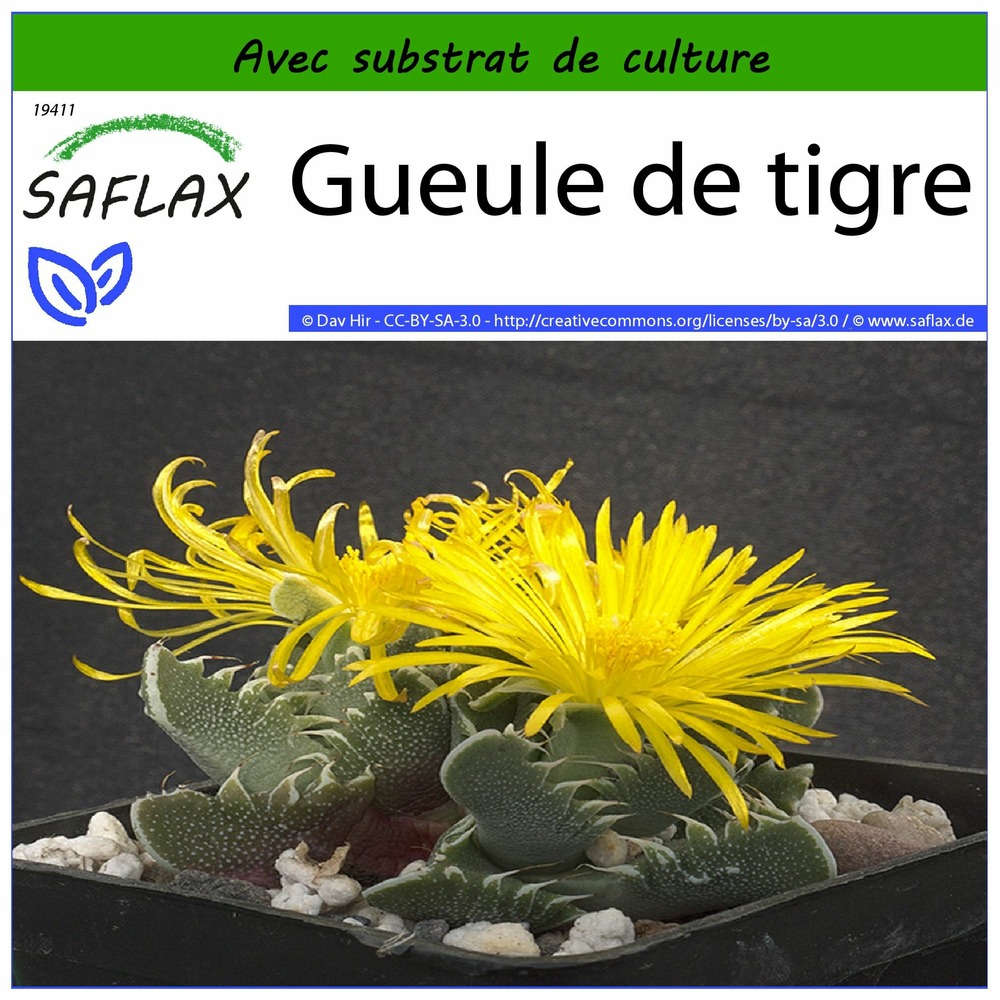Gueule de tigre - 40 graines - avec substrat - faucaria tigrina