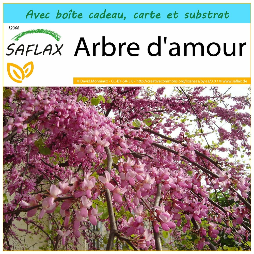 Ensemble-cadeau - arbre d'amour - 60 graines - cercis siliquastrum