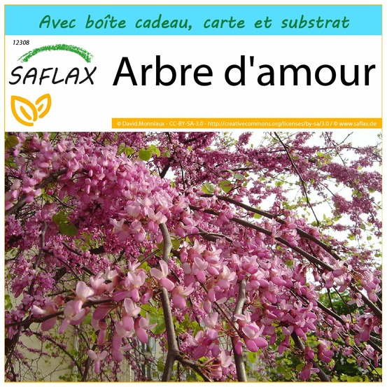 Ensemble-cadeau - arbre d'amour - 60 graines - cercis siliquastrum