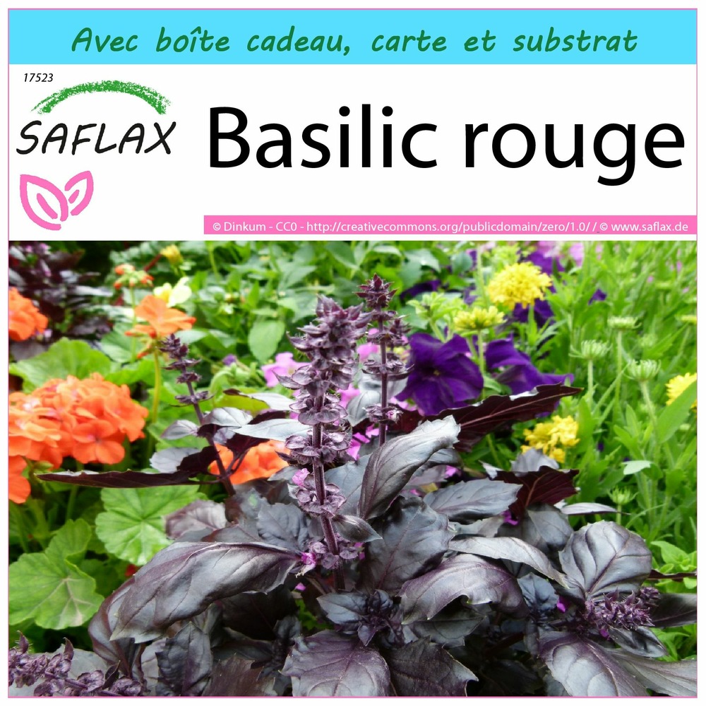 Ensemble-cadeau - basilic rouge - 200 graines - ocimum basilicum