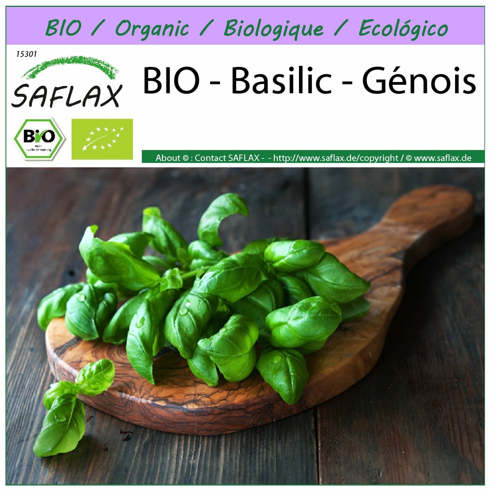 Bio - basilic - génois - 800 graines - ocimum basilicum