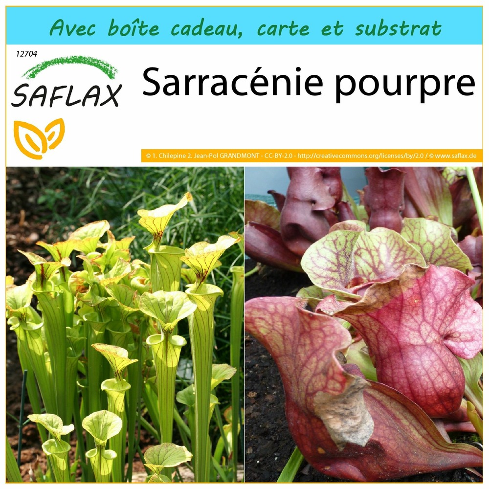 Ensemble-cadeau - sarracénie pourpre - 10 graines - sarracenia flava / s. Purpurea - mix