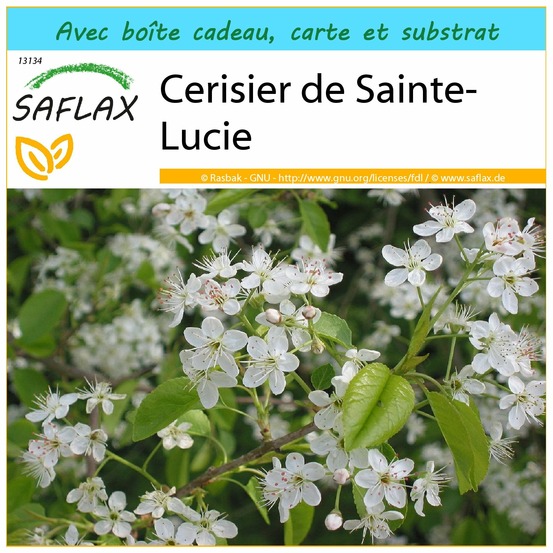 Ensemble-cadeau - cerisier de sainte-lucie - 30 graines - prunus mahaleb